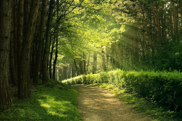 Foto fondo natural del bosque de verano verde