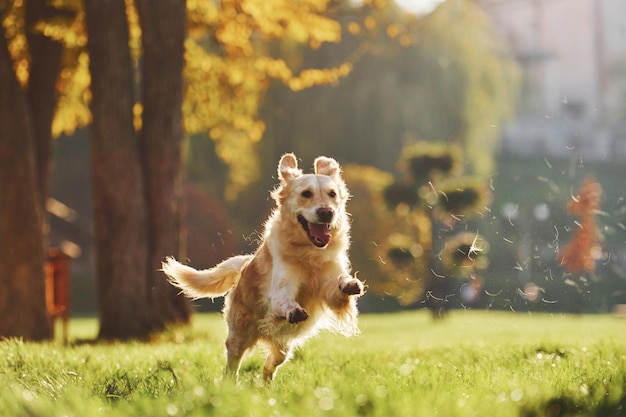 Foto foto en movimiento corriendo hermoso perro golden retriever tiene un paseo al aire libre en el parque