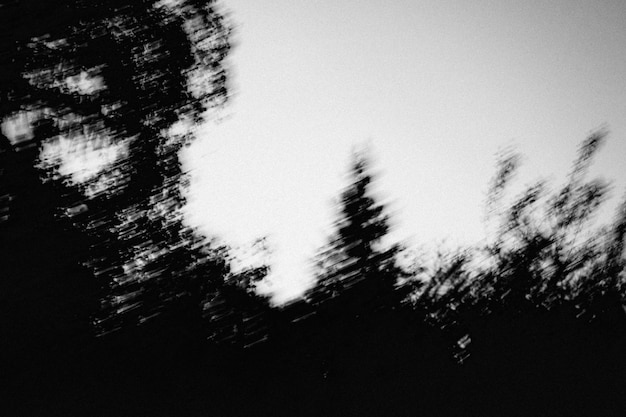 Foto una foto borrosa en escala de gris de los árboles
