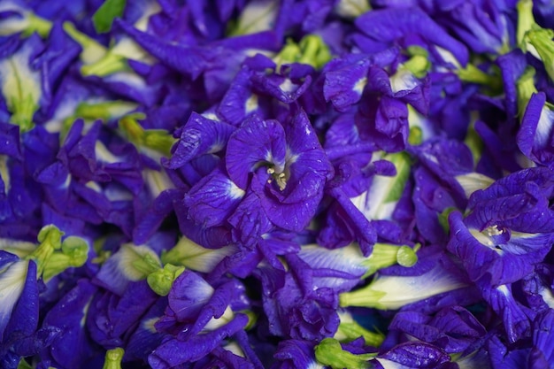 Foto de flores de guisantes frescas utilizadas para el té.