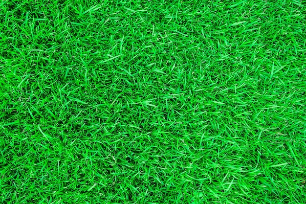 Foto fotografía completa de un campo cubierto de hierba