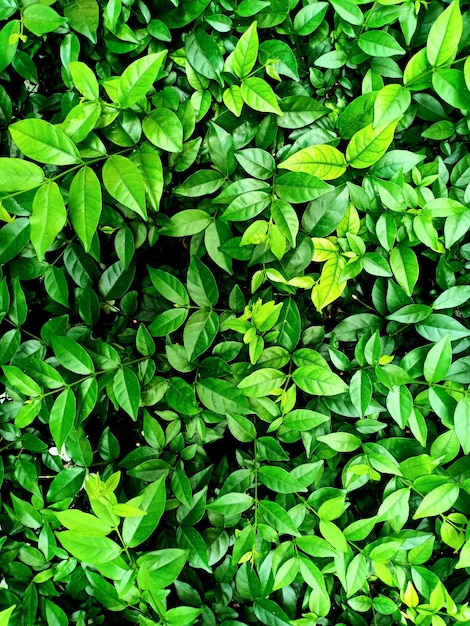Foto fotografía completa de las hojas verdes