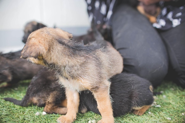 Foto fotografia em close de cachorrinhos de pastor alemão