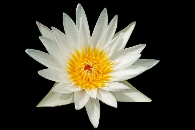 Flor de loto blanco o flor de nenúfar aislado en negro