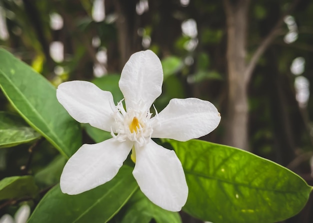 Las flores de jazmín blanco de cinco pétalos están floreciendo color blancopequeños cinco pétalos con polen amarillo