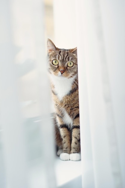 Gatito sentado en el alféizar de una ventana y buscando cortinas