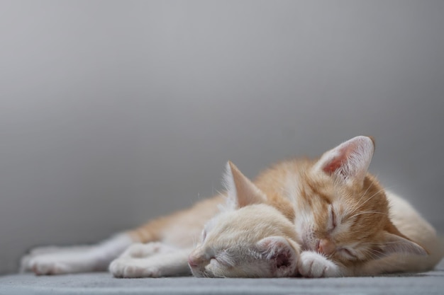 Gatito tailandés naranja y blanco, 4 meses, durmiendo en la casa.