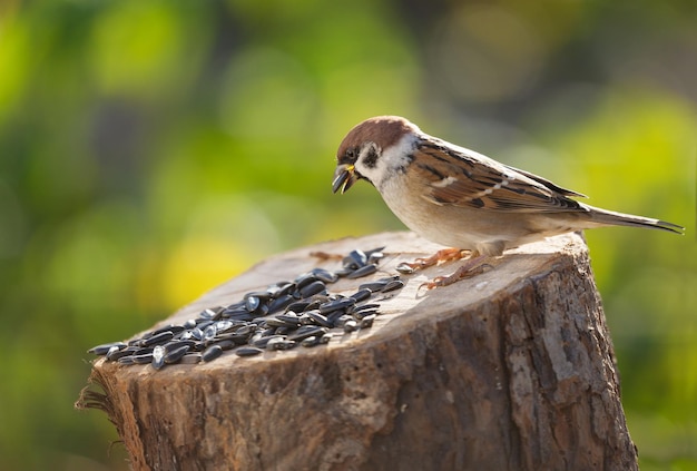 Gorrión sentado en un comedero para pájaros con semillas de girasol