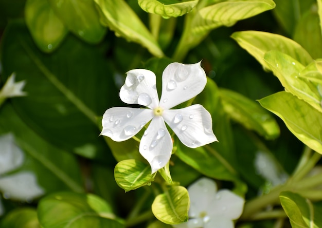 Gotas de lluvia sobre la flor blanca