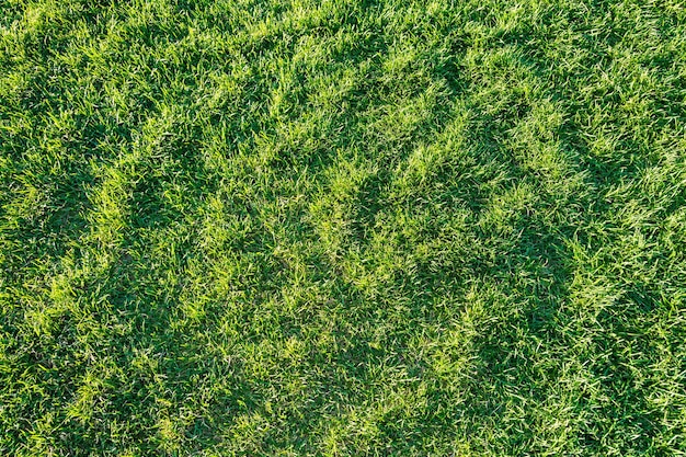 Foto grama gramado textura natural fundo de grama verde