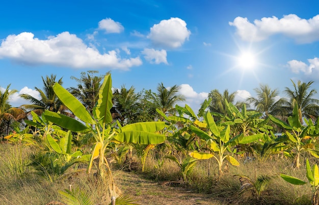 Grüne Bananenbaumplantage in der Natur ein tropischer Regenwald der Garten mit weißen Wolken des blauen Himmels des Tageslichts in Thailand.