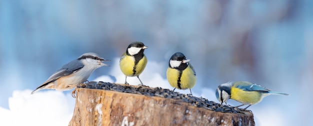 Grupo de pequeños pájaros posados en un alimentador de pájaros con semillas de girasol Tiempo de invierno
