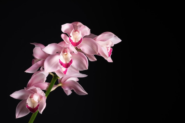 Hermosa orquídea rosa tropical sobre un fondo negro, en blanco