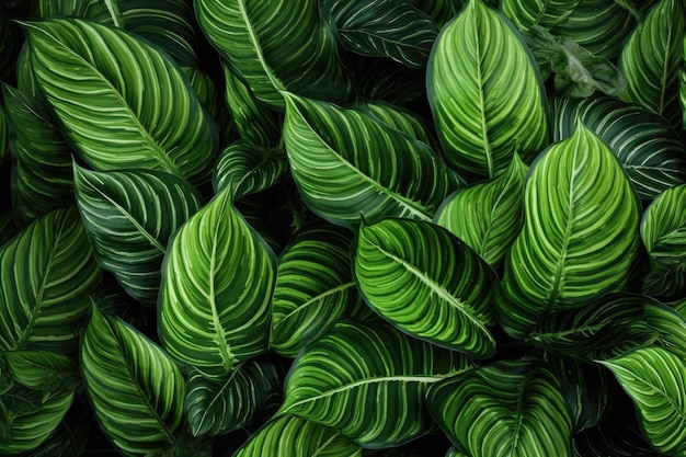 Foto hojas verdes tropicales planta de interior de follaje exuberante caña tonta o dieffenbachia patrón abstracto generado por ia
