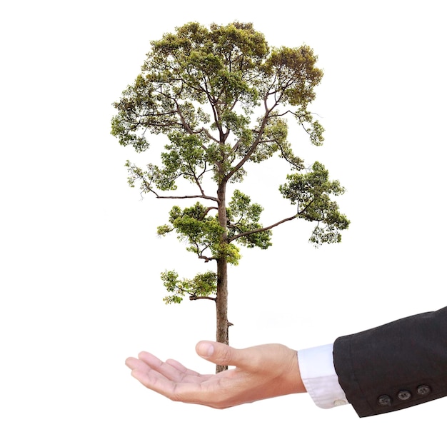 Foto imagem composta digital de mão segurando árvore contra fundo branco