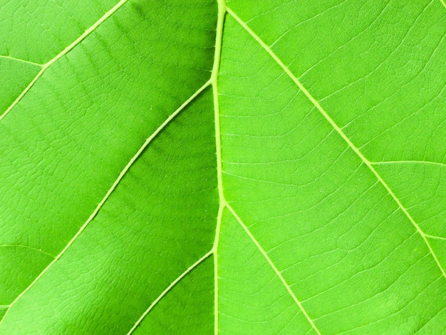 Foto imagem macro de folhas verdes