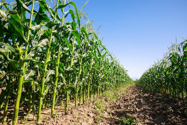 Foto maíz verde que crece en el campo