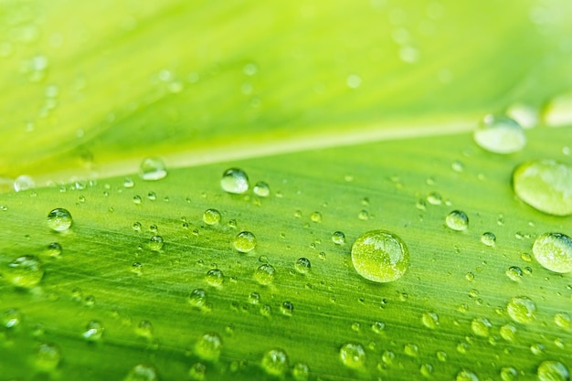 Foto makro-close-up eines schönen frischen grünen blattes mit einem tropfen wasser im hintergrund