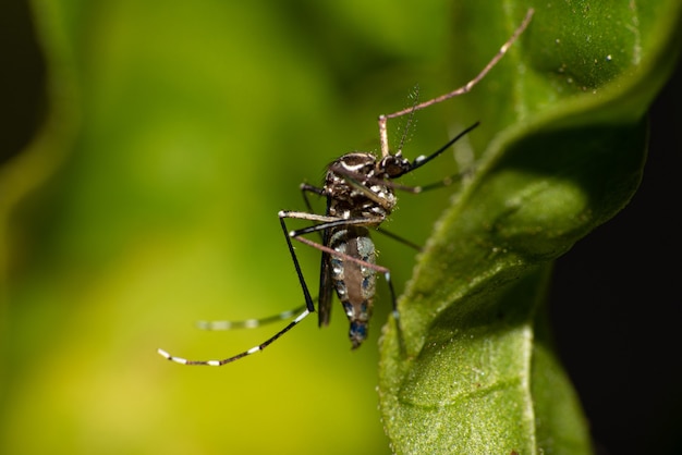 Mosquito Aedes aegypti que transmite el dengue en Brasil posado sobre una hoja, fotografía macro, enfoque selectivo