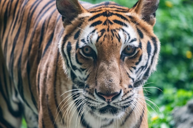 Foto nahaufnahme eines tigers im zoo