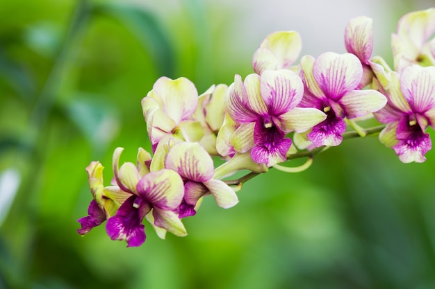 Foto orquídeas moradas en el jardín