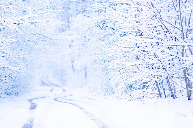 Parque de invierno en la nieve Paisaje de invierno con árboles cubiertos de nieve Paisaje de invierno con espacio de copia