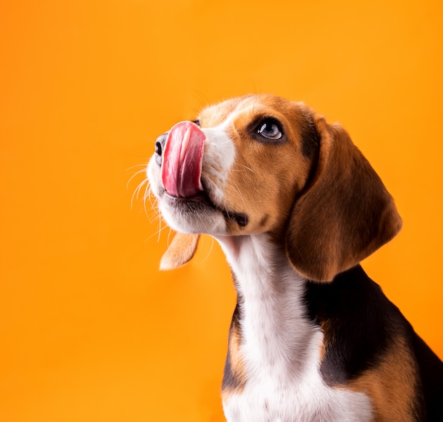 Foto pequeño lindo beagle cachorro mirando hacia arriba