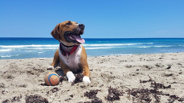 Foto perro en la arena en la playa contra un cielo azul claro