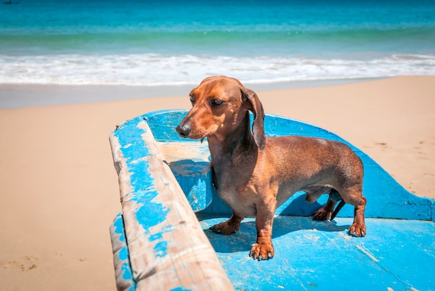 Foto perro en la playa