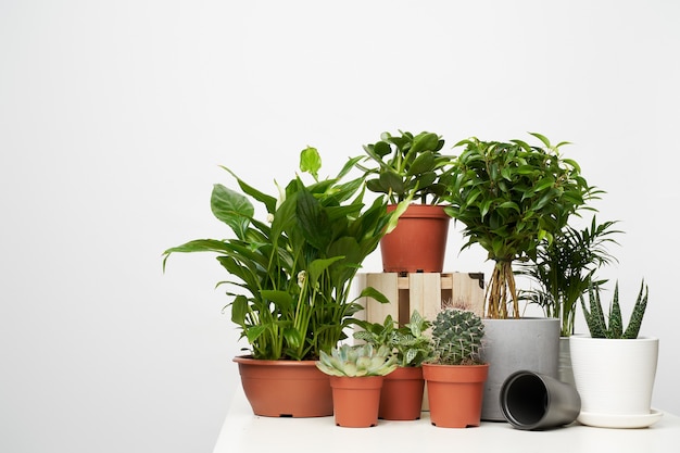 Foto plantas de interior, cactus en macetas sobre fondo limpio vacío