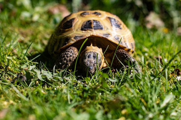 Primer plano de una hermosa tortuga caminando sobre el suelo cubierto de hierba