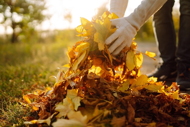 Primer plano de una mano masculina Rastrillar las hojas de otoño en el jardín Obras de jardín de otoño