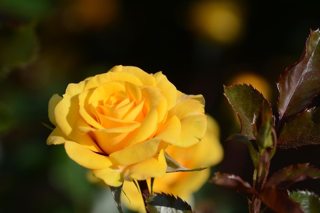 Foto primer plano de una rosa amarilla en flor en el parque