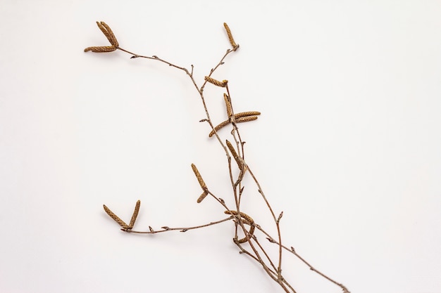 Foto ramos de bétula, isolados no fundo branco. fundo de páscoa zero resíduos conceito