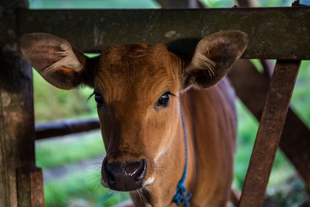 Foto retrato de uma vaca de pé ao ar livre