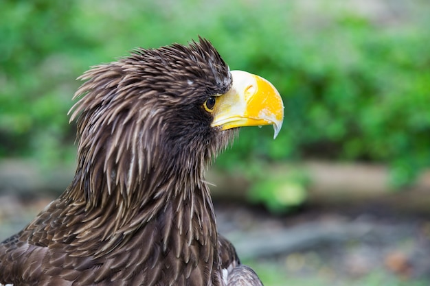 Foto scream eagle