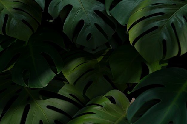 Foto gratuita composición de hojas de palma verde 3d