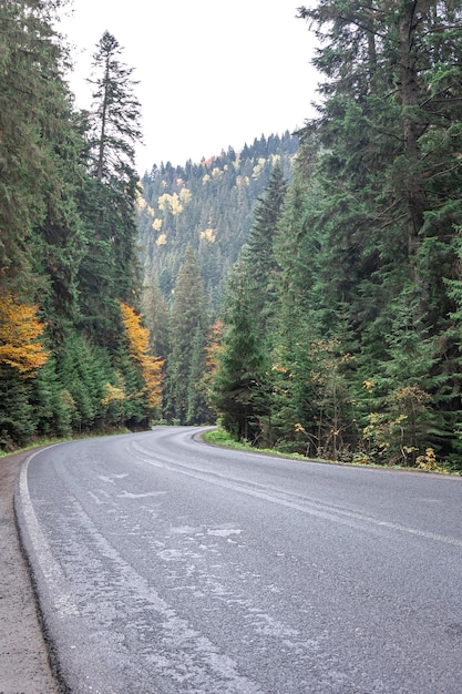Foto gratuita camino sinuoso en una zona montañosa en un bosque de coníferas