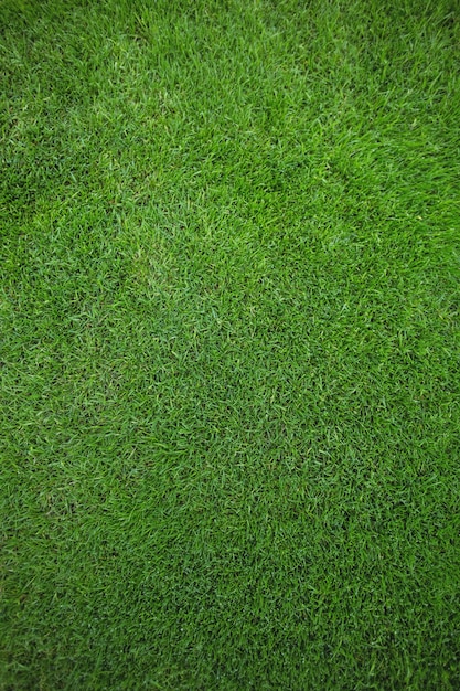 Foto gratuita campo de hierba verde de fondo