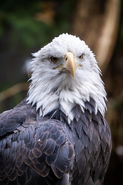 Foto gratuita captura de pantalla de un águila calva del sur en el bosque