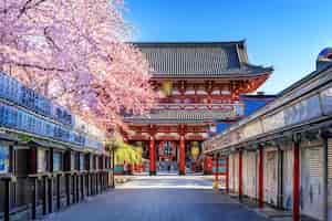 Foto gratuita cerezos en flor y el templo sensoji en asakusa, tokio, japón.