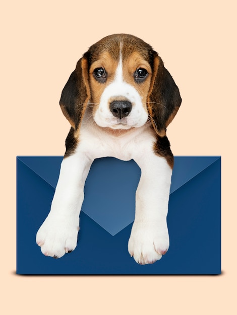 Foto gratuita adorable cachorro beagle con un sobre azul