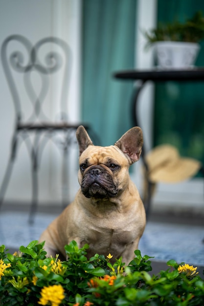 Foto gratuita adorable bulldog francés en el jardín de una casa
