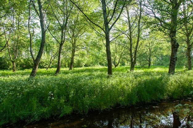 Bosque verde en Holanda