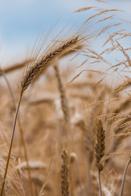 Foto gratuita disparo de enfoque selectivo de un cultivo de trigo en el campo