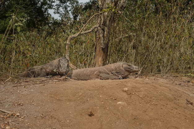 Foto gratuita dragón de komodo lagarto gigante en la isla de komodo