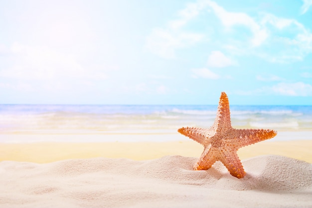 Foto gratuita estrellas de mar en verano playa soleada en el fondo del océano. viajes, conceptos de vacaciones.