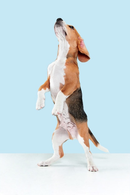 Foto gratuita foto de estudio de cachorro beagle en pared azul