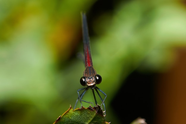 Foto de una libélula en una planta verde