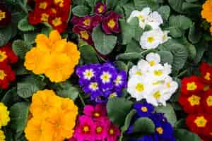 Foto gratuita fondo brillante multicolor fresco con mucha textura floral. concepto de fondo abstracto con vegetación natural, flores.